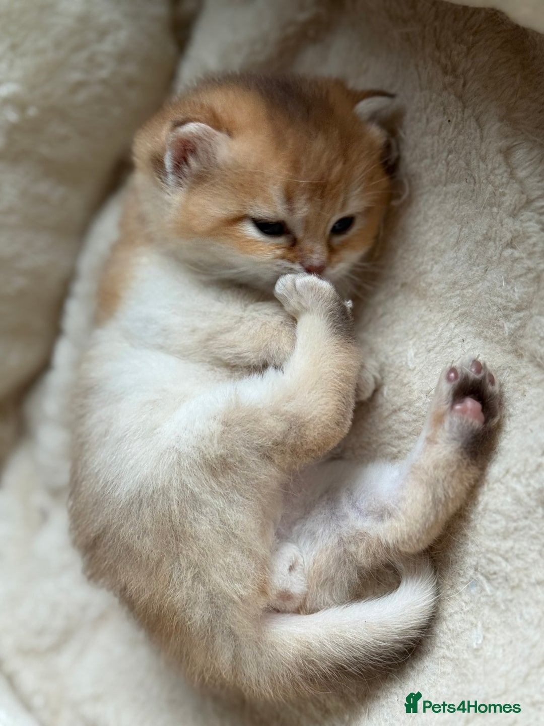 British Shorthair cats for sale: GCCF reg BSH & BLH Chocolate & Black Gold Kittens - Image 27