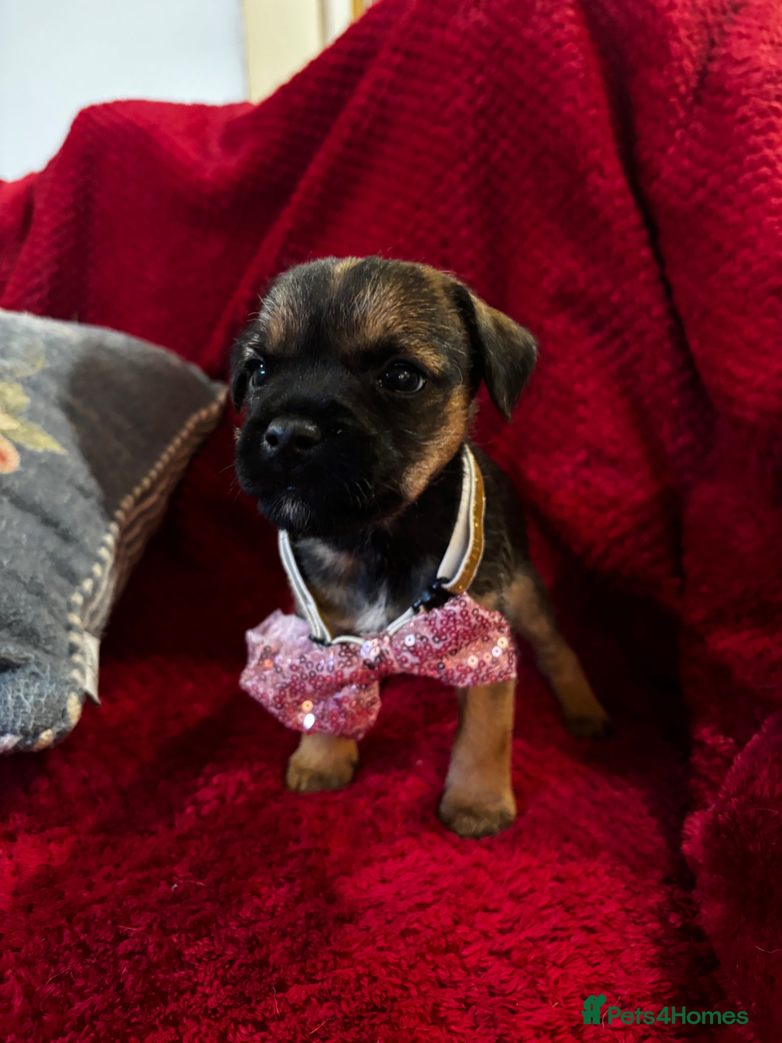 Border Terrier dogs KC REG, SLEM clear Border Terrier puppies  - Advert 1