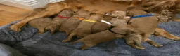Cockapoo dogs for sale: Amazing litter of 9 Red and Apricot cockerpoo pups in Londonderry - Advert 3