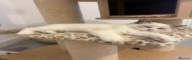 Ragdoll 5