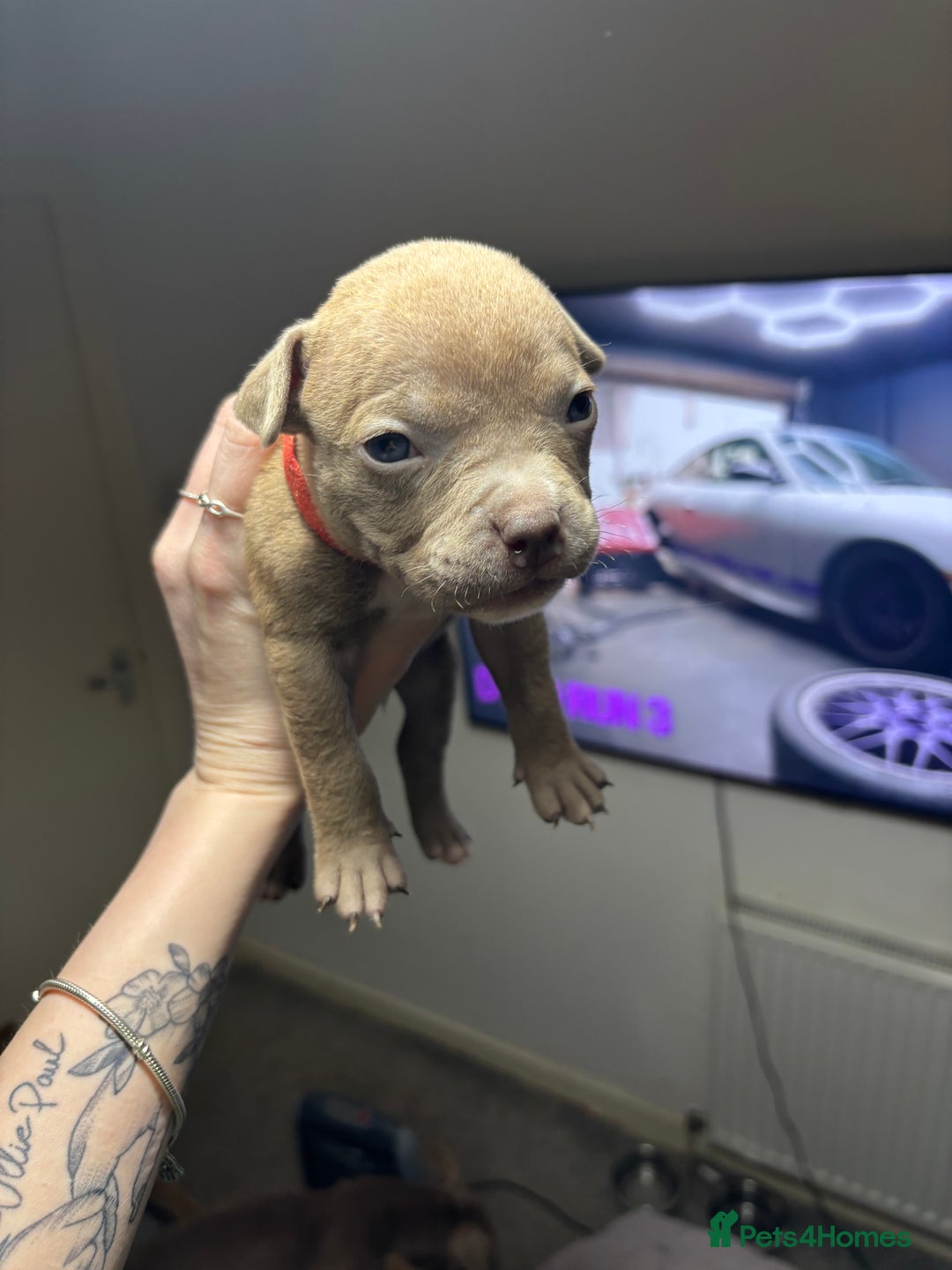 American Bully dogs for sale: Pocket Bully Puppies - Advert 33