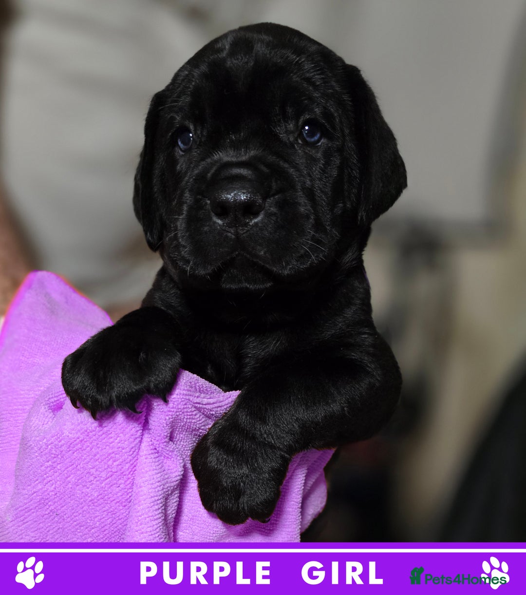 Cane Corso dogs for sale: ⭐️Cane Corso Pups⭐️Pure Championship Genes🏆 - Advert 16
