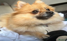 Pomeranian dogs for sale: 5 year old female Pomeranian - Image 6