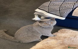 British Shorthair cats for sale: Adorable British Shorthair  - Image 7