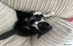 Domestic Shorthair cats for sale: 3 kittens for sale - Image 7