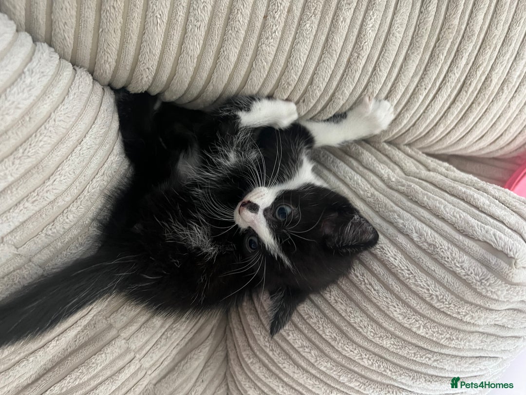 Domestic Shorthair cats for sale: 3 kittens for sale - Image 7