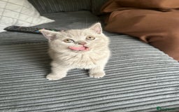 British Shorthair cats for sale: Beautiful British Shorthair Kittens - Image 1