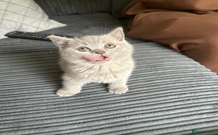 British Shorthair cats - Advert 1