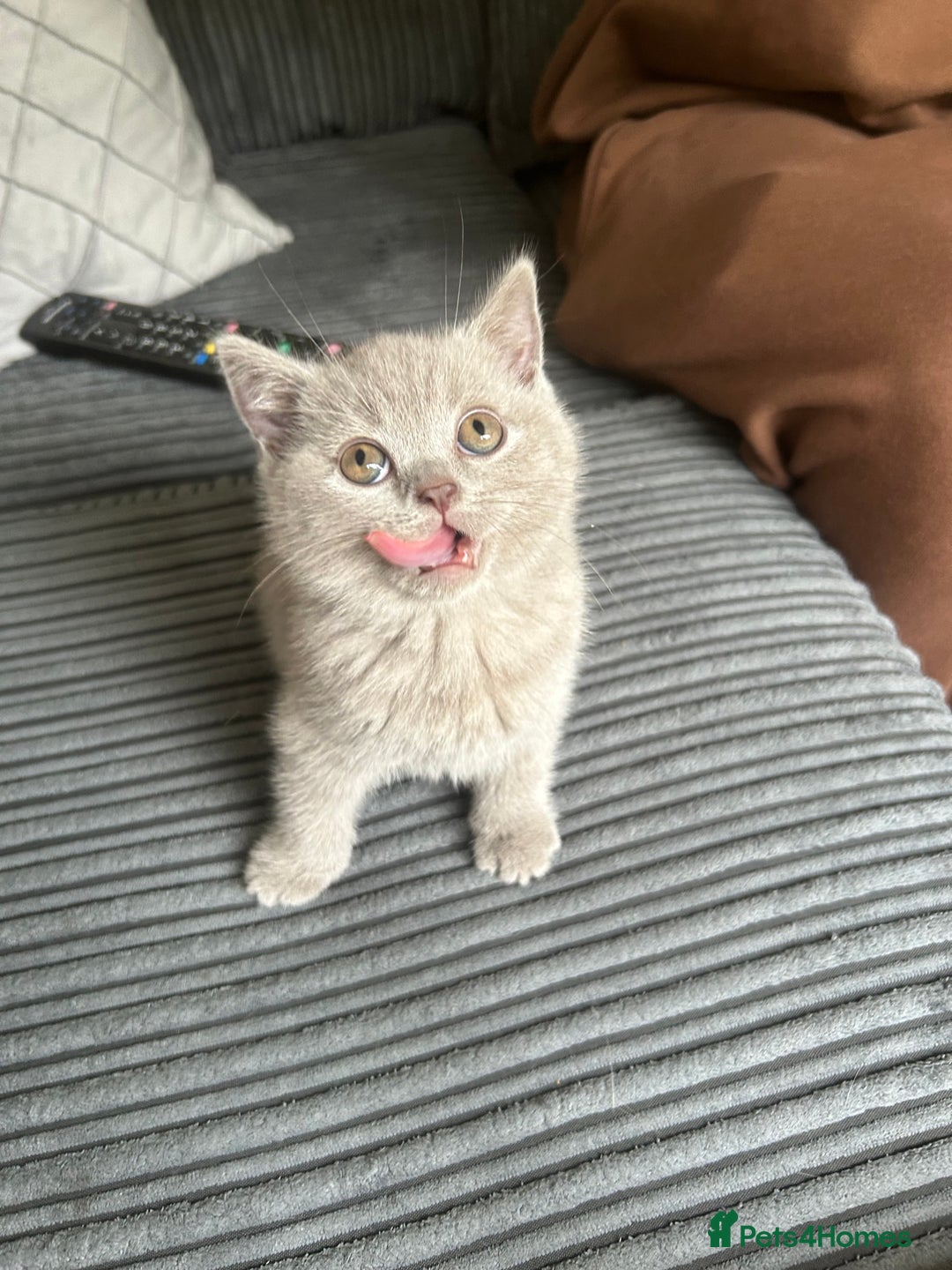 British Shorthair cats for sale: Beautiful British Shorthair Kittens - Image 1