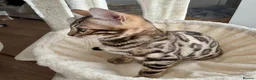 Bengal cats for sale: 🐅Gorgeous 😍One of a Kind Dream Bengal Boy!🐅 - Advert 4