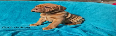 Dogue De Bordeaux Puppy 9