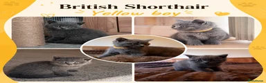 British Shorthair Kitten 2