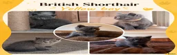 British Shorthair cats for sale: Pedigree TICA British Shorthair kittens  - Advert 4