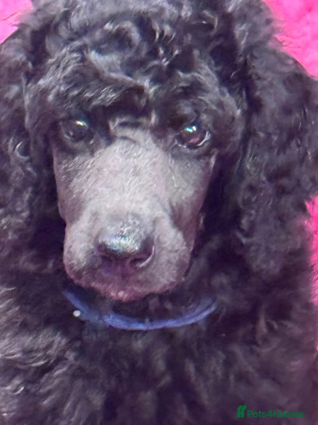 Standard Poodle dogs for sale: STANDARD POODLE PUPPIES FULLY TESTED PARENTS  - Advert 31