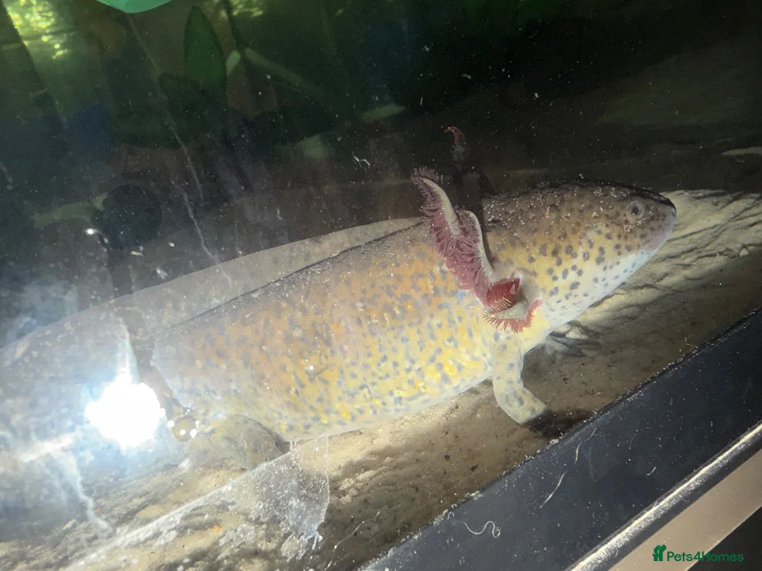 Axolotl reptiles for sale: Axolotl  - Advert 2