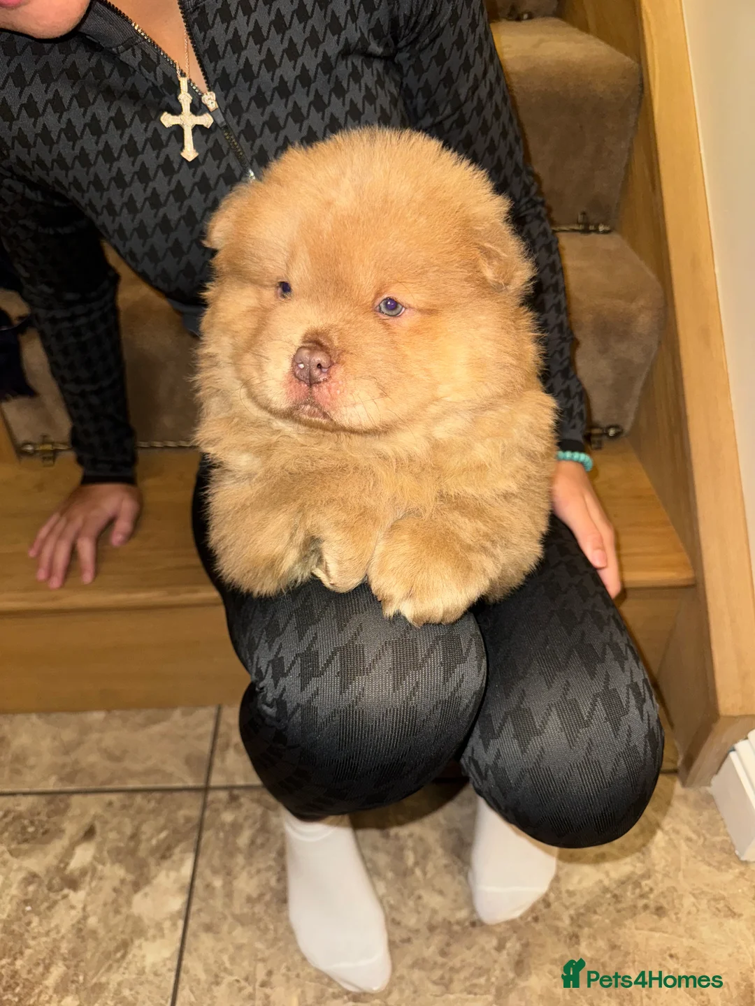 Chow Chow dogs for sale: 3 beautys left ⭐️  - Advert 4