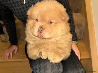 Chow Chow dogs 3 kc registered beauty’s left - Advert 7