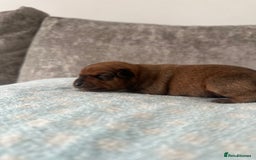Miniature Pinscher dogs for sale: LAST PUP! Exceptional Miniature Pinscher Puppies - Image 38