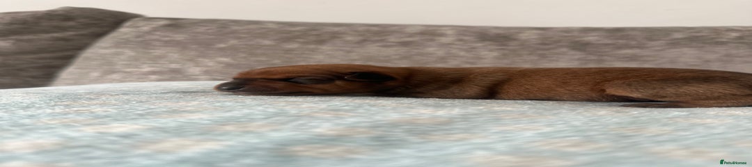 Miniature Pinscher Puppy 3