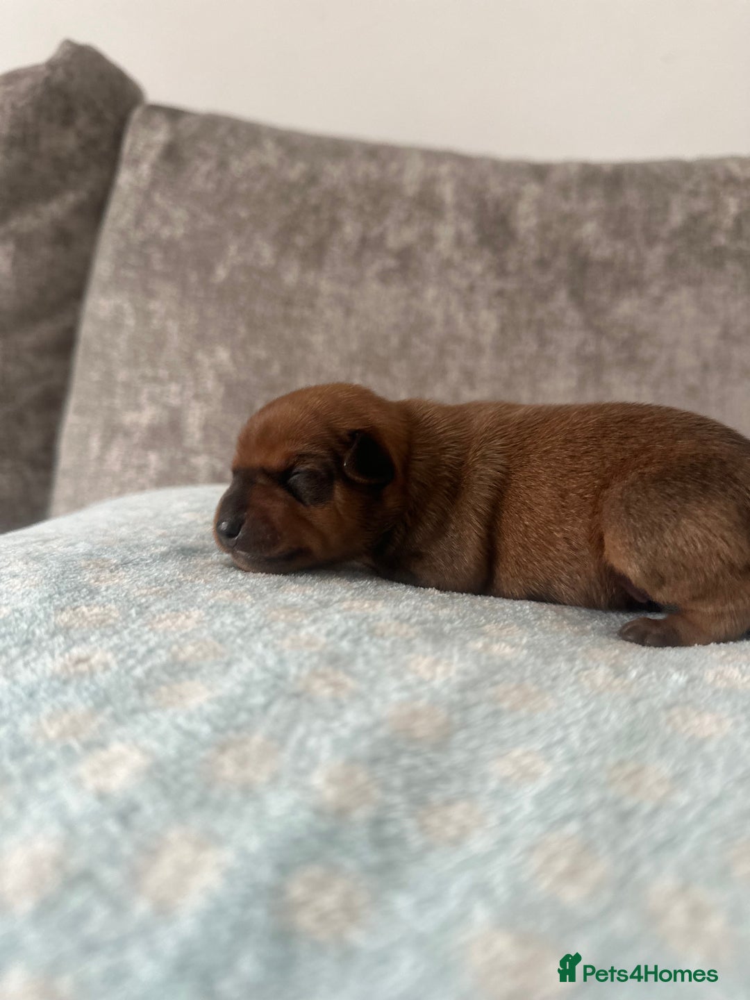Miniature Pinscher dogs for sale: LAST PUP! Exceptional Miniature Pinscher Puppies - Image 38