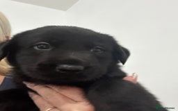 Mixed Breed dogs for sale: 6 lab cross german shepherd beautys - Image 8