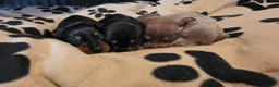 Miniature Dachshund dogs for sale: 3x Minature Girl Dachshunds in Worcester - Advert 3