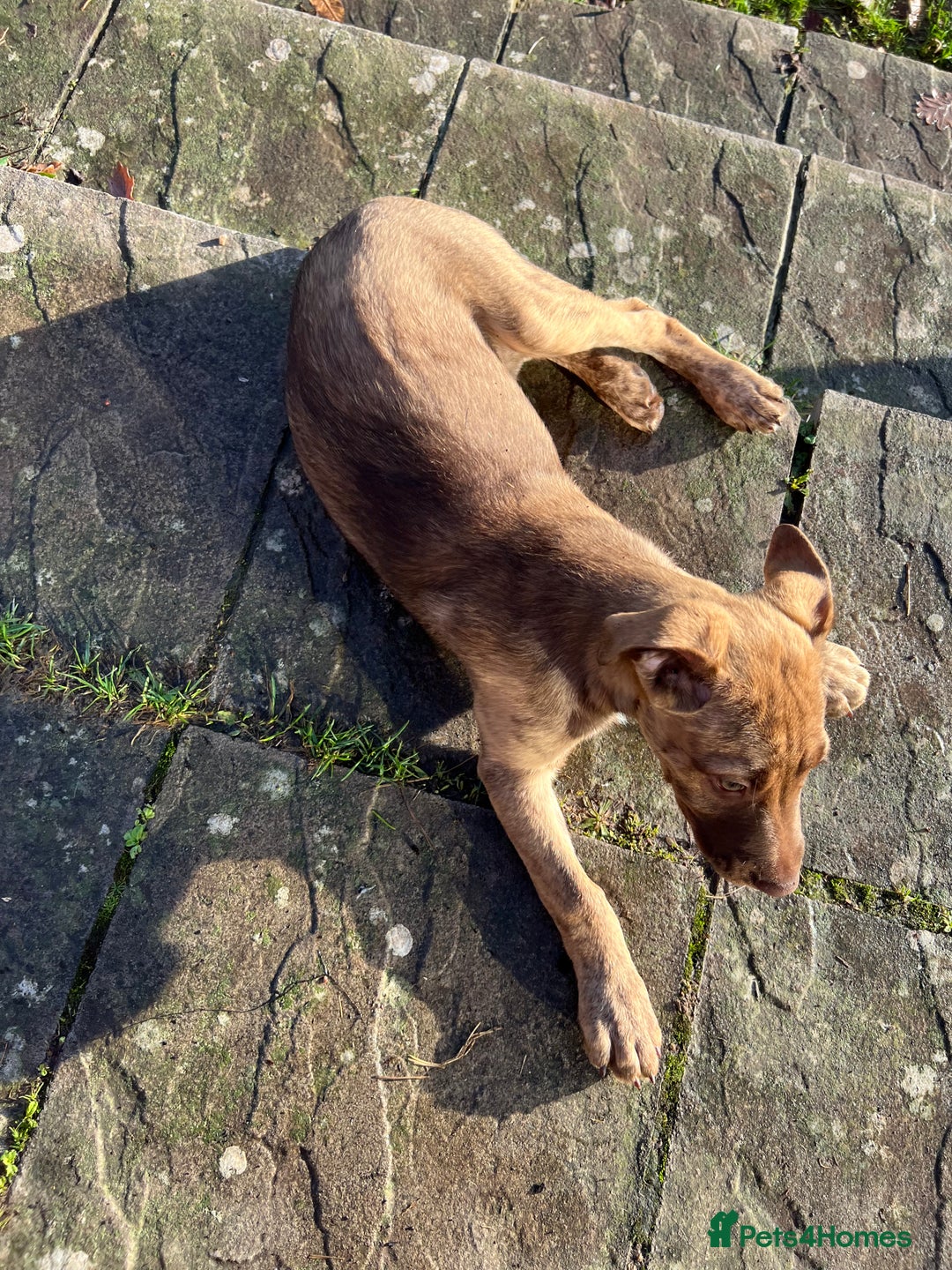 Mixed Breed dogs for sale: Staffy x Australian Kelpie  - Advert 36