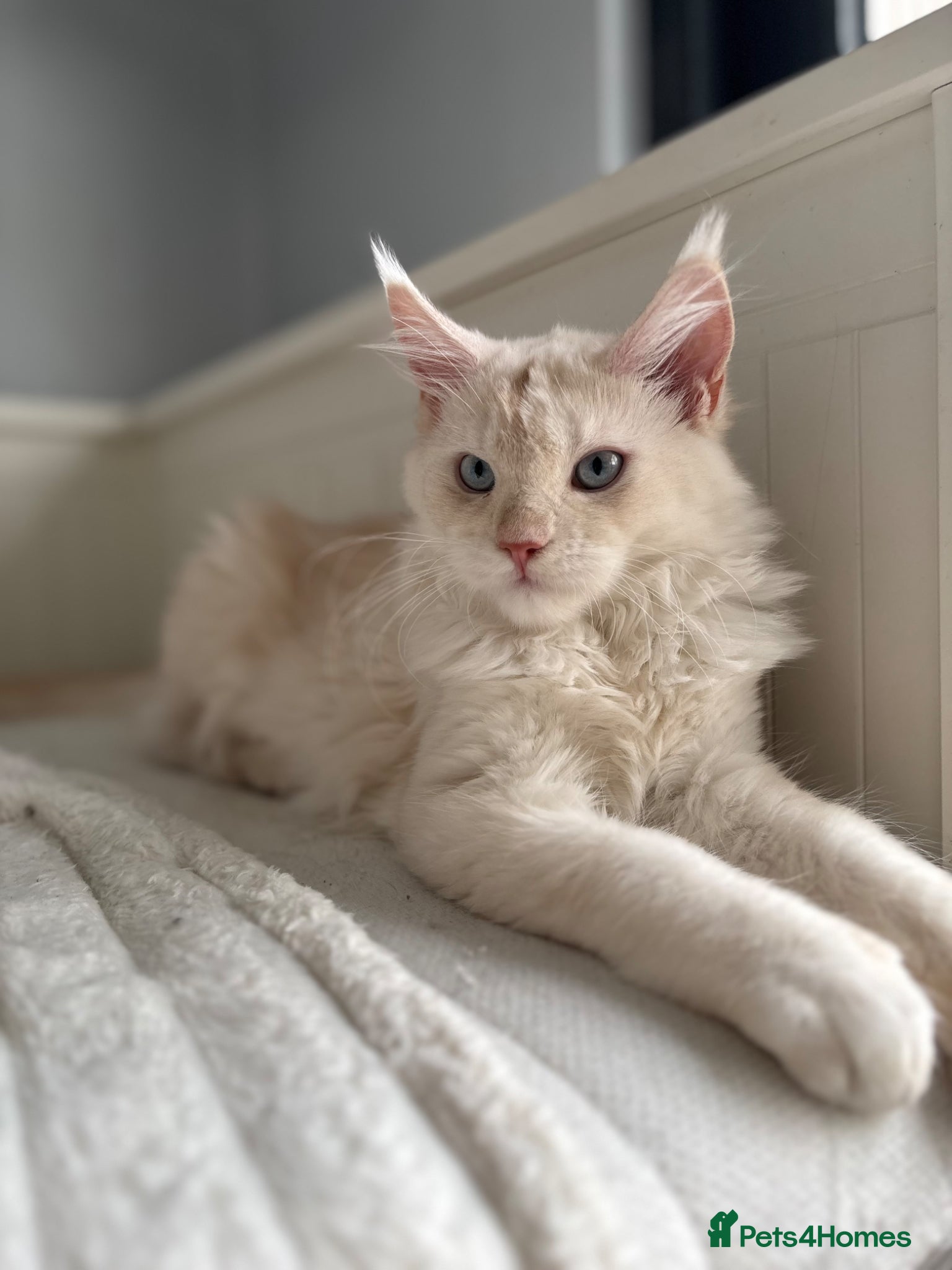 Maine Coon cats Cute Maine coon 2 boys & girl Blue eyes  - Advert 4