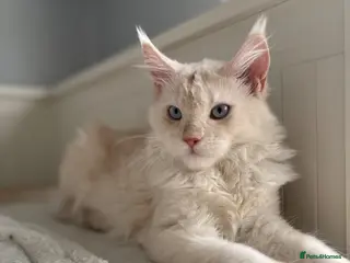 Maine Coon cats Cute Maine coon 2 boys & girl Blue eyes - Advert 4