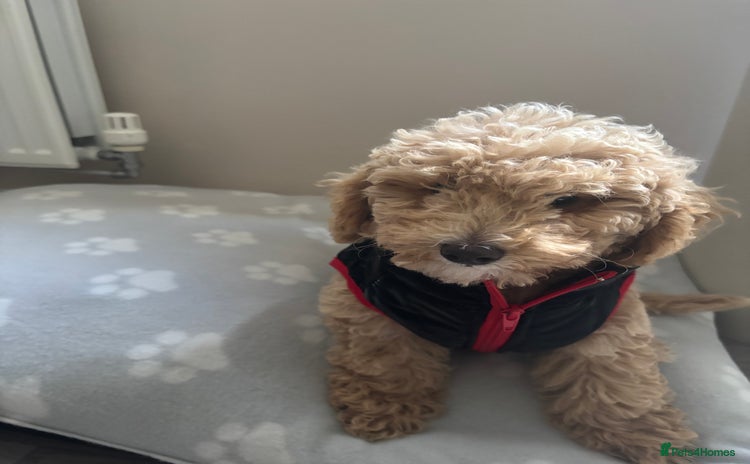 Toy Poodle dogs - Advert 1