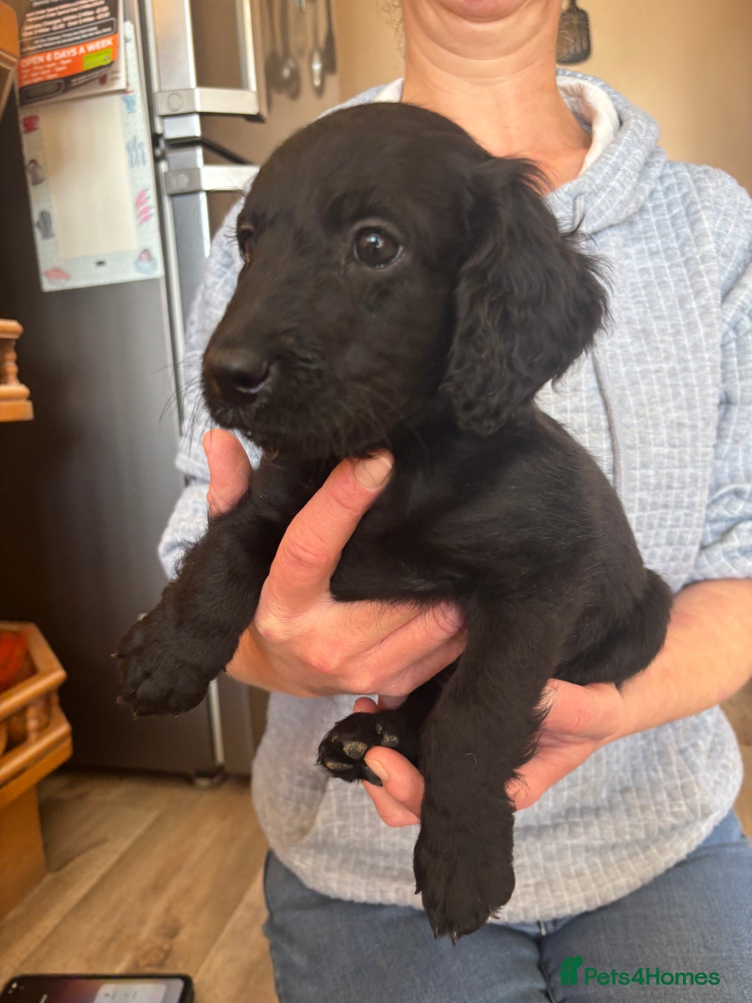 Mixed Breed dogs for sale: Male Australian Labradoodles  - Image 14