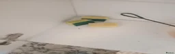 Platies fish for sale: Plattie fish in Birmingham - Advert 1