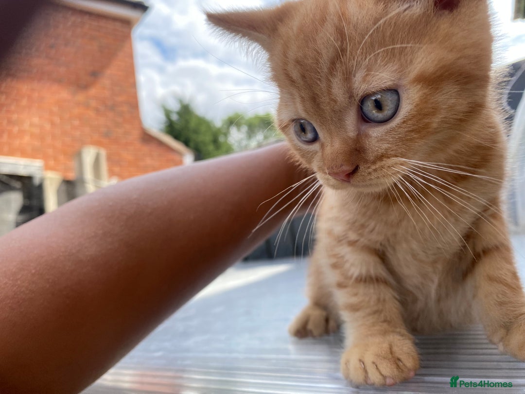 British Shorthair cats for sale: X BSH kittens - Image 27