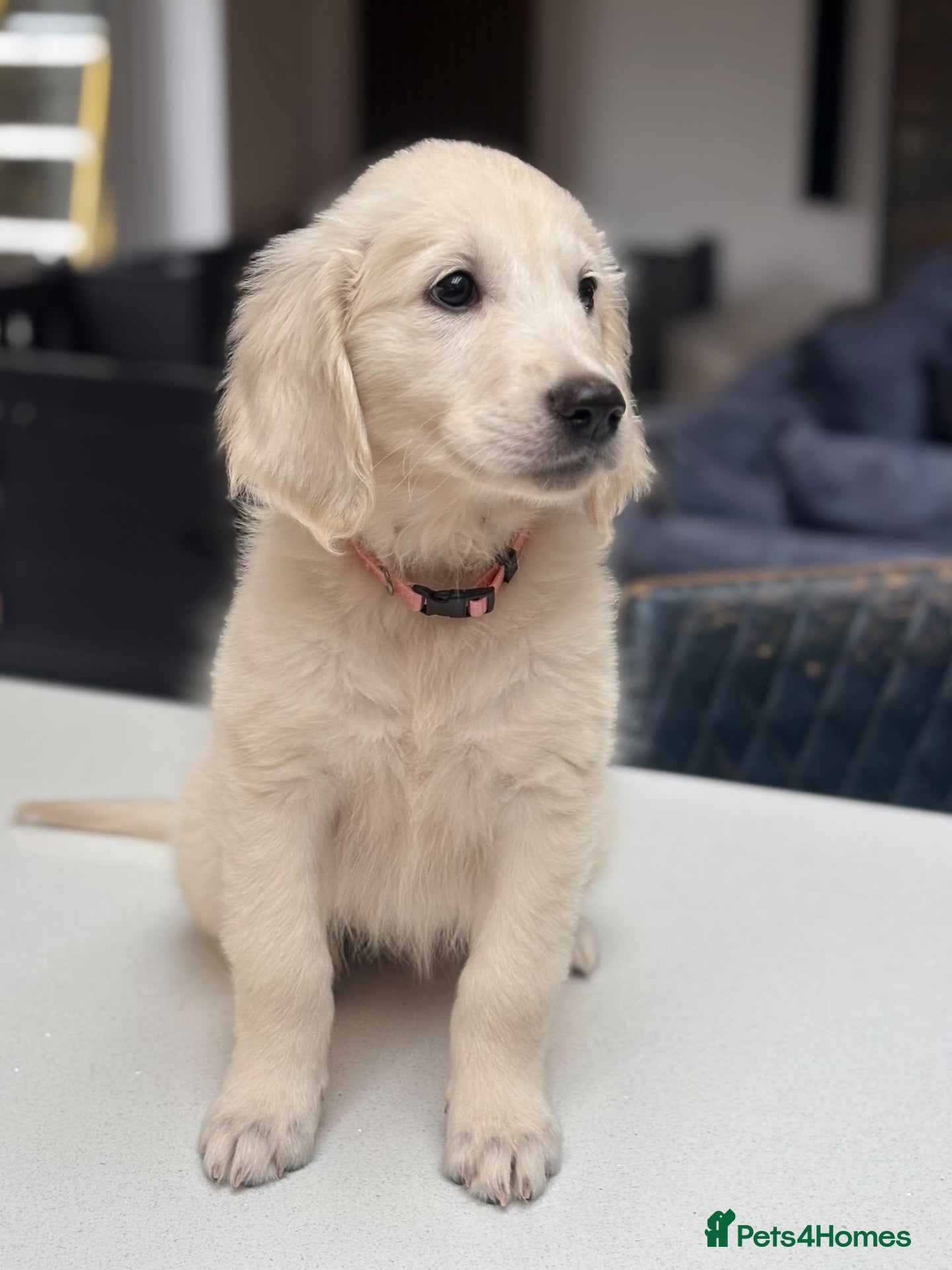 Golden Retriever dogs Behaviourist raised KC Reg Golden Retriever Pups - Advert 2
