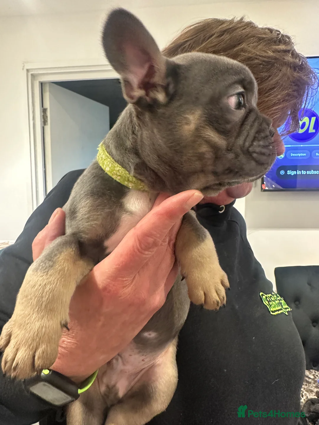 French Bulldog dogs for sale: KC registered French Bulldog Puppies - Advert 3
