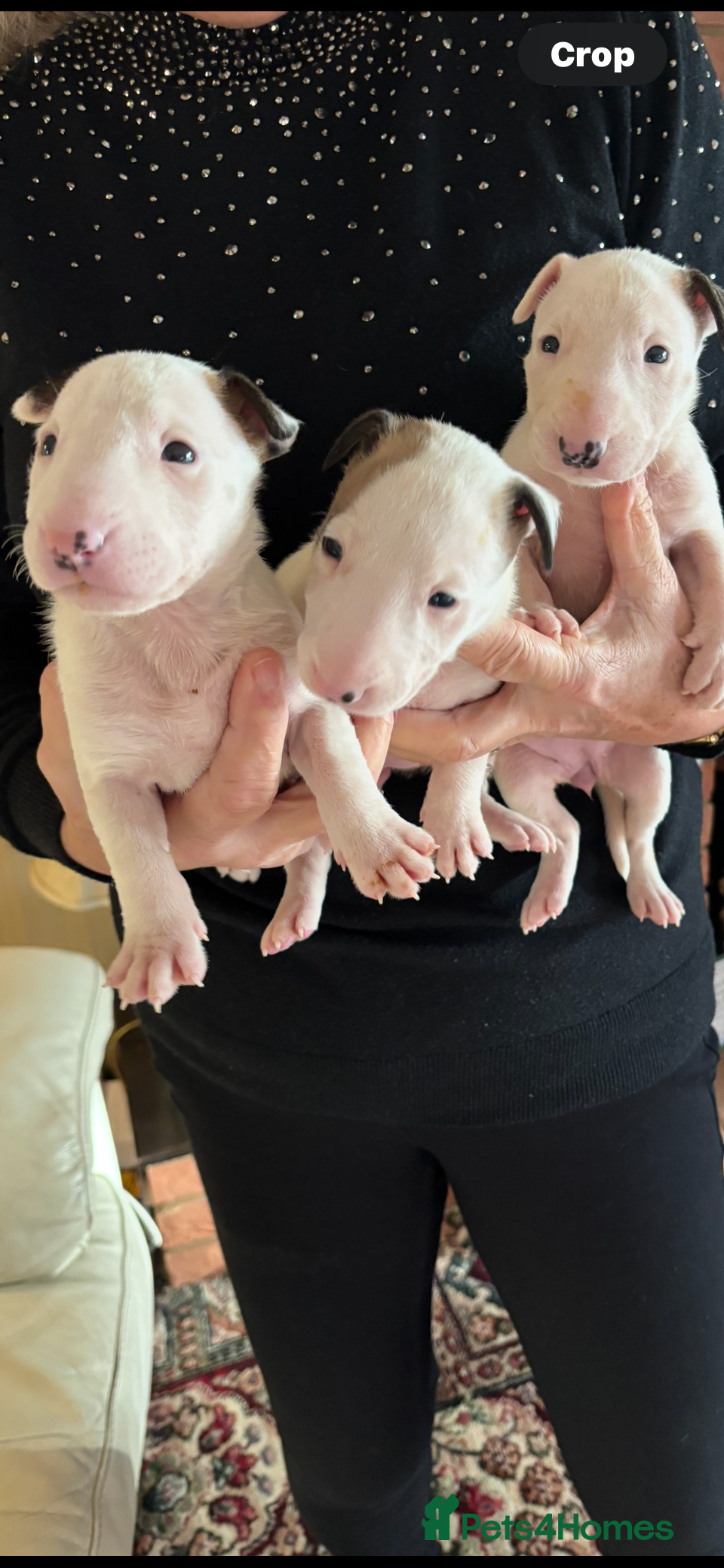 Bull Terrier dogs 🇬🇧🇬🇧BULLYVIEW BULL TERRIERS🇬🇧🇬🇧 - Advert 1