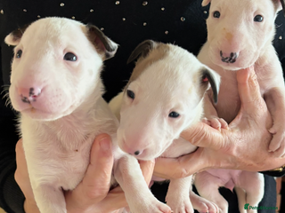 Bull Terrier dogs 🇬🇧🇬🇧BULLYVIEW BULL TERRIERS🇬🇧🇬🇧 - Advert 3