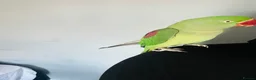 Parrots birds for sale: Baby hand tame Alexandrian Parrot  in Uttoxeter - Advert 20