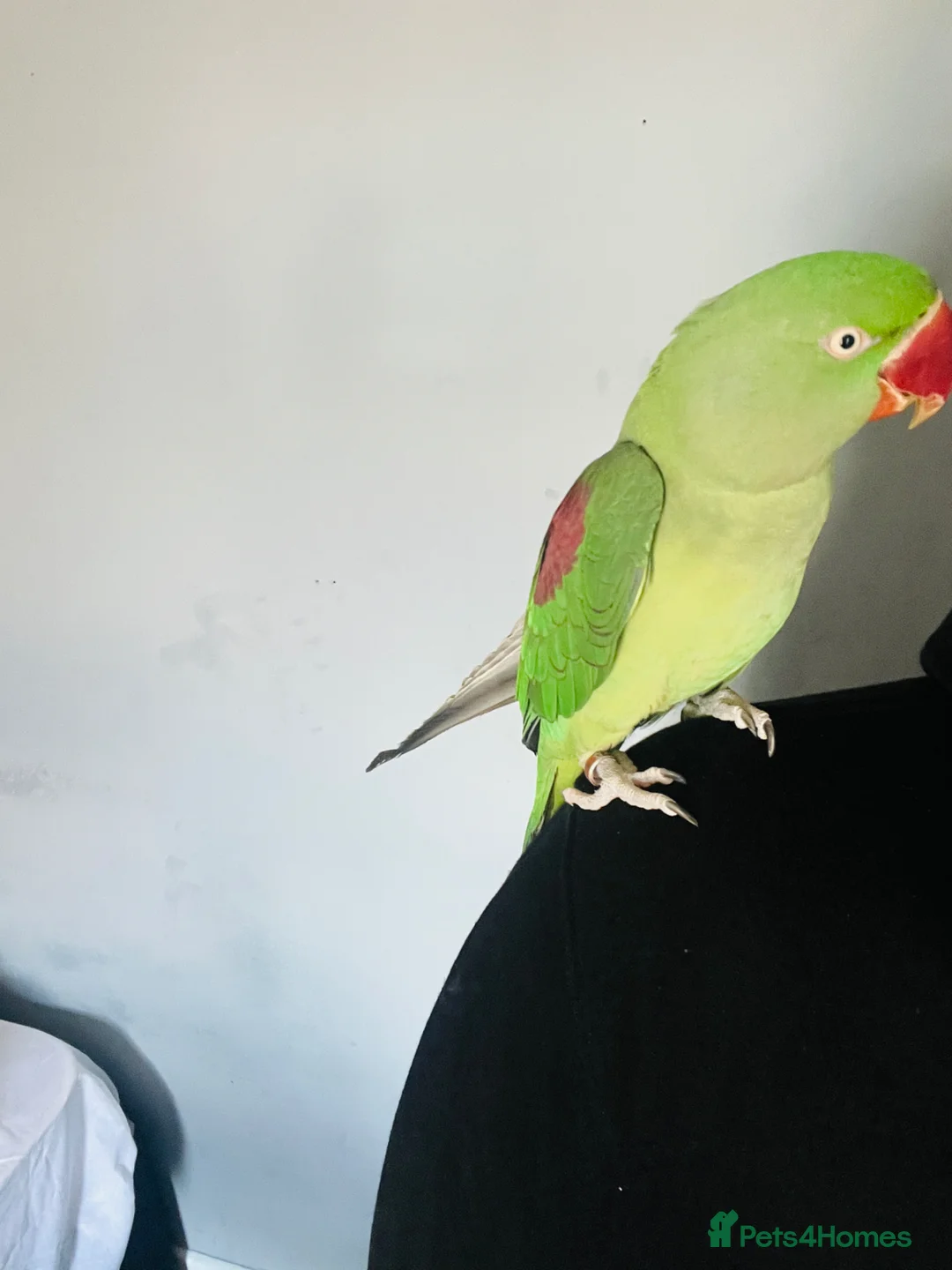 Parrots birds for sale: Baby hand tame Alexandrian Parrot  in Uttoxeter - Advert 20