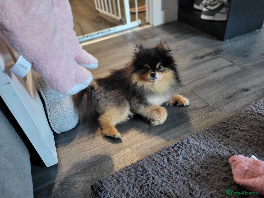 Pomeranian dogs for stud: Kc Pomeranian For Stud Duties - Advert 6