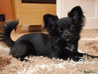 Chihuahua dogs Chihuahua - Advert 1