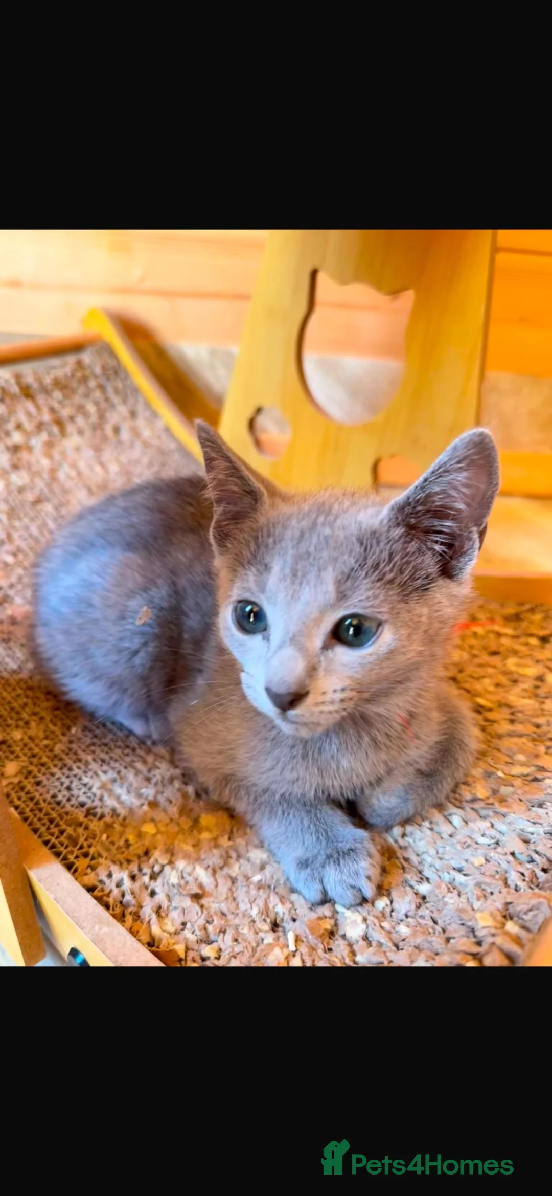 Russian Blue cats for sale: Stunning Russian Blue Kitten – TICA Pedigree in Hounslow - Advert 7