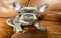 French Bulldog dogs for sale: French Bulldog 3 Boys and 3 girls  - Image 30