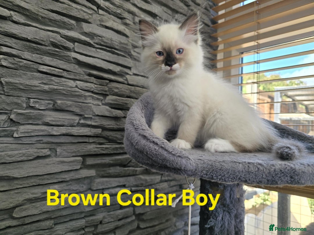 Ragdoll cats for sale: Beautiful ragdoll kittens - Image 7