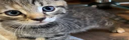 Mixed Breed cats for sale: 6 Adorable Kittens - Advert 4