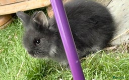 Lionhead rabbits for sale: Teddy Double & Single Lionhead Price starts at £35 - Image 4