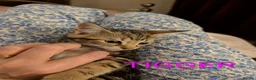 Domestic Shorthair cats for sale: READY TO LEAVE NOW🩵🩷 - Advert 6