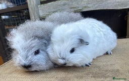 Guinea Pig rodents for sale: Two sows and two boars  - Image 6