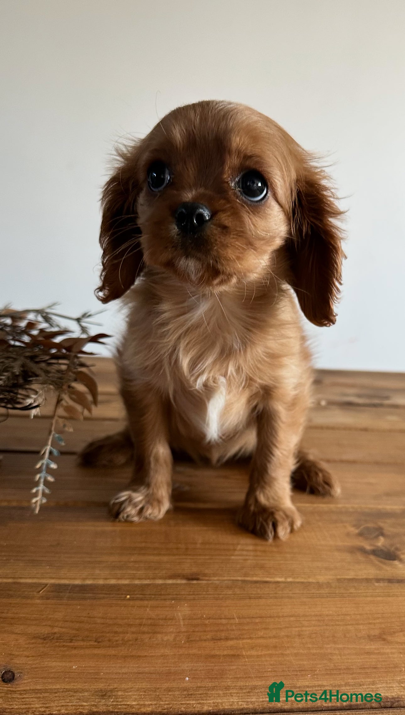 Cavalier King Charles Spaniel dogs **KC REGISTERED DNA CLEAR 🧬 CAVALIER PUPPIES** - Advert 3