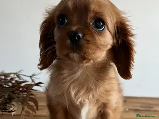 Cavalier King Charles Spaniel dogs **KC REGISTERED DNA CLEAR 🧬 CAVALIER PUPPIES** - Advert 3